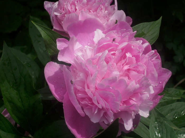DSCI1424 - flori din gradina mea