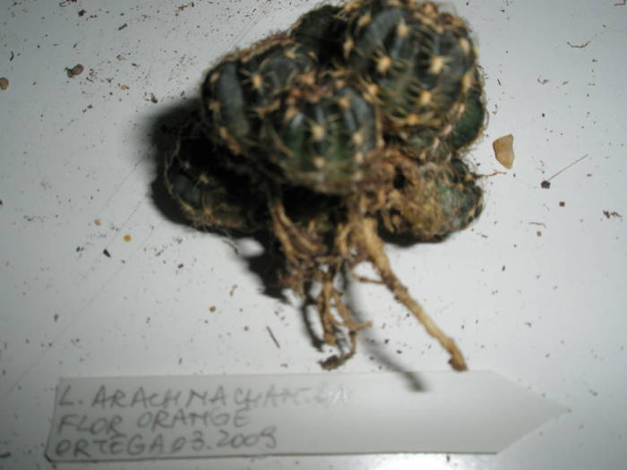 Lobivia arachnacantha - flor orange