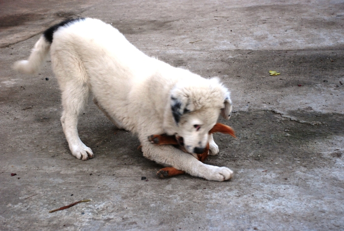 Ela - 20.11.2009 - Ela de Sapte Coline