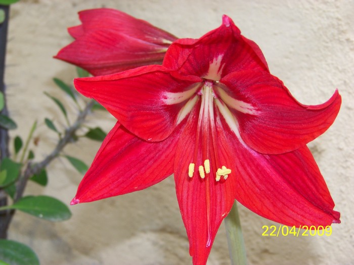 100_1014 - Primavara in curte  Timisoara