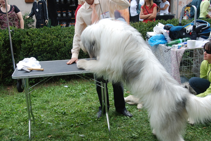 DSC_0247 - Concurs international de frumustete canina 2009 TgMures