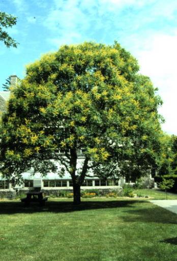 KOELREUTERIA PANICULATA.4 jpg