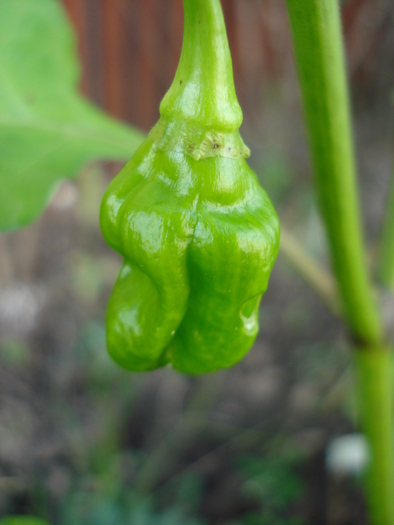 Habanero Pepper (2009, October 07) - Habanero