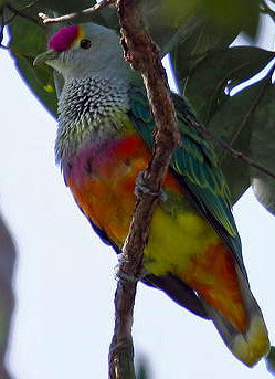 c65f1f573f78167461e245d7c6767f92Columbidae3 - PORUMBEI