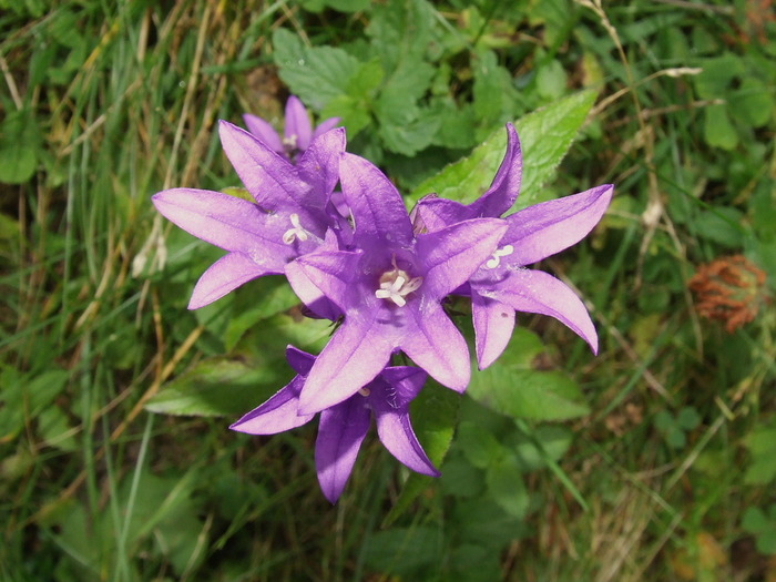 2009_08190598; Romania
