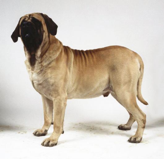 MASTIFF ENGLEZ