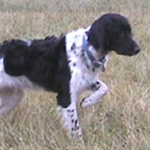 brac-mare-de-munsterlander-001