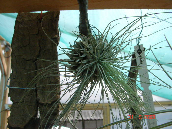 DSC05916 - Tillandsia