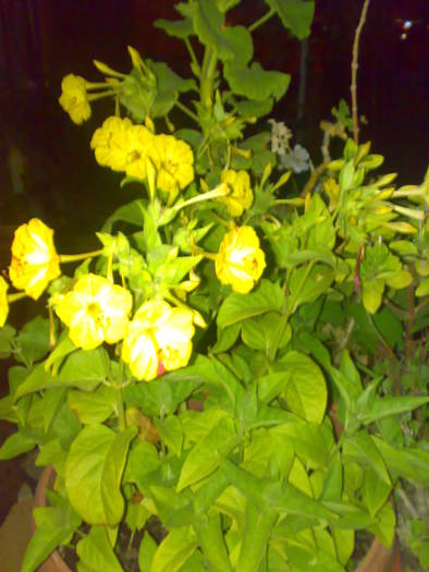 04082009547