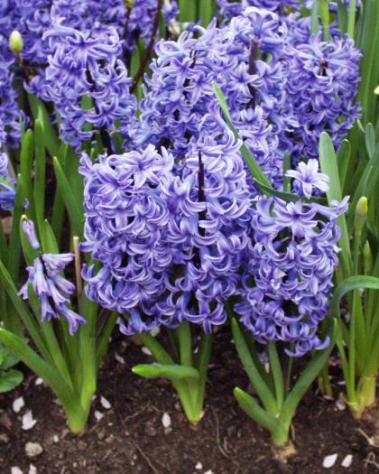 hyacinthus3 - concurs20