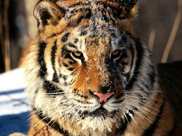 In Siberia, Tiger