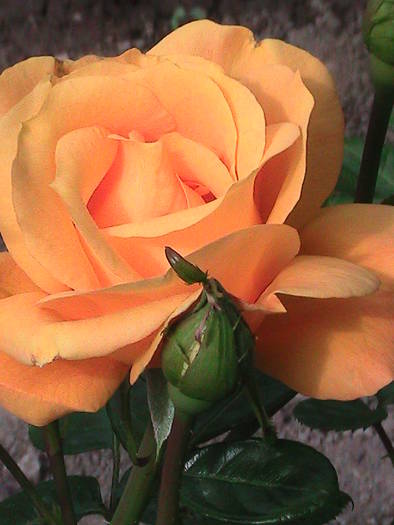 tr.orange 09; prima floare de trandafir din acest an...
