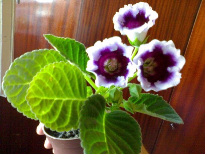 Gloxinia ' K. Wilhelm" 2 - Gloxinia 2008