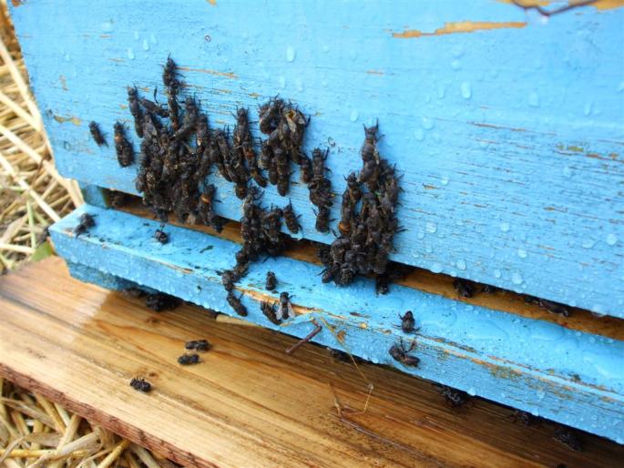 DSCF0572 (Large) - stupina  incepand cu 2008