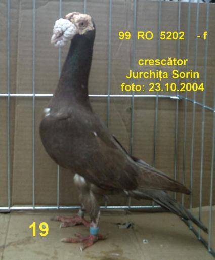 01 - porumbei carieri - 2004