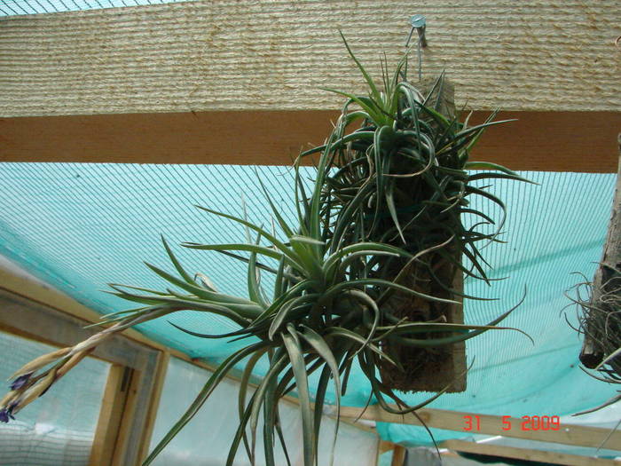 DSC05912 - Tillandsia