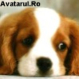 avatar_4 - club animale