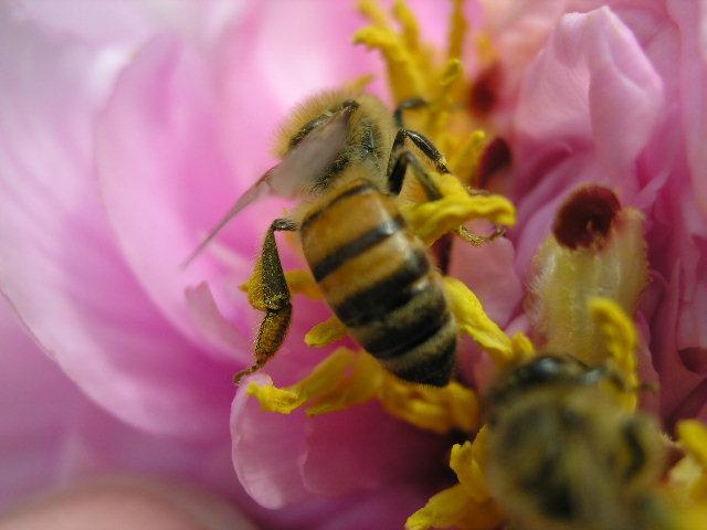 P4270142 - Albine si pentru albine