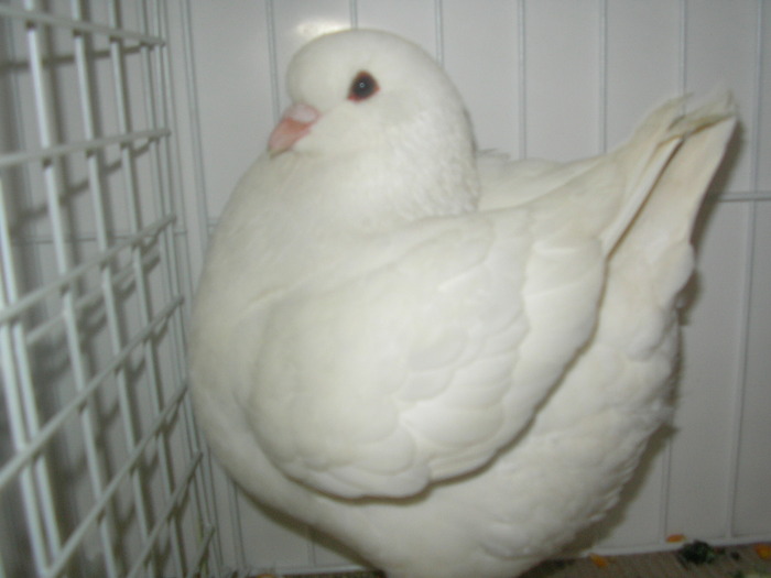 SANY0235 - poze expo 2009