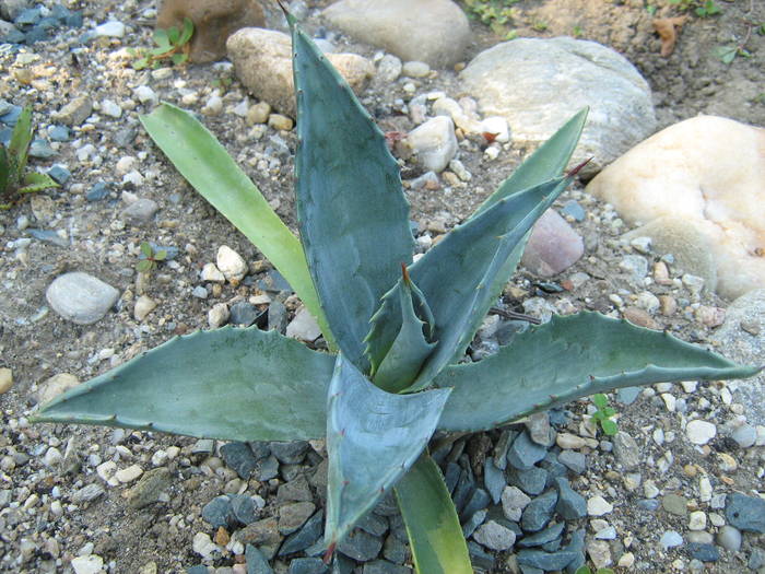 IMG_8153 - Cactusi la mosie 17 iunie 2009