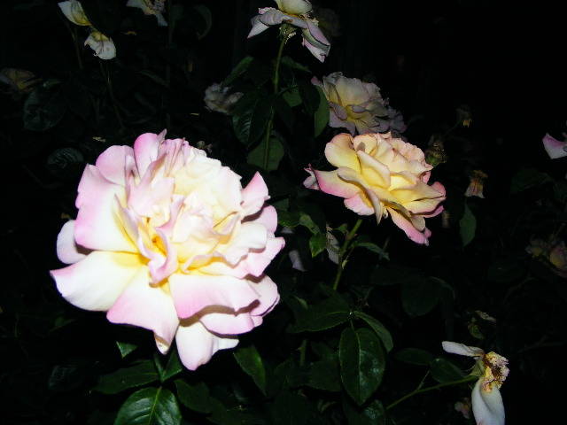 DSCF1488 - Trandafirii nostrii