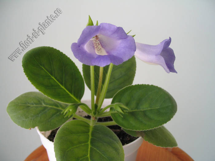 Sinningia Baby Blues 12