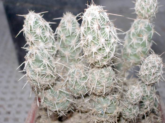  - Tephrocactus