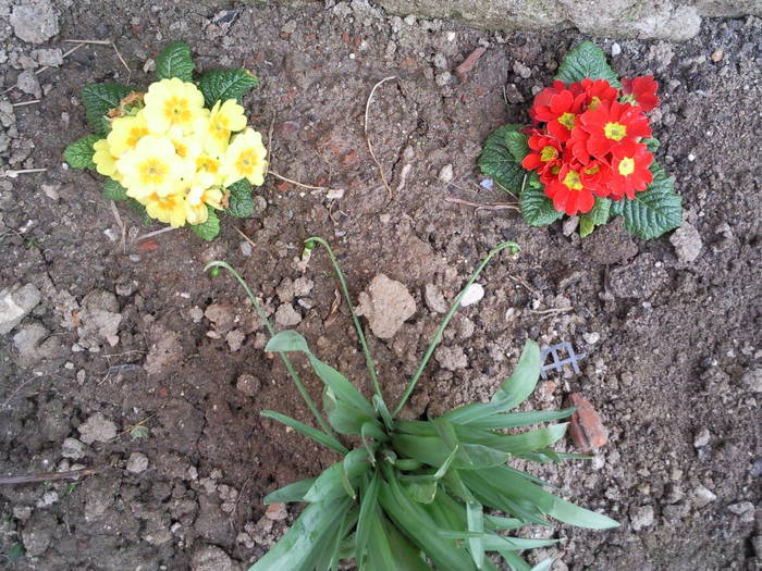 Primule - Plante primavaratice