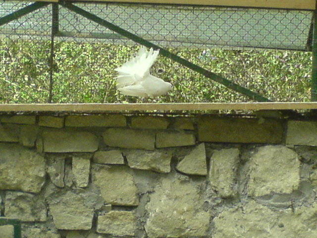 porumbel din crescatoria manastirii