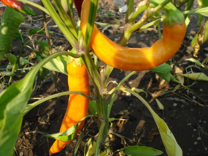 Orange Cayenne Pepper (2009, Aug.29) - Cayenne Orange Hot Pepper