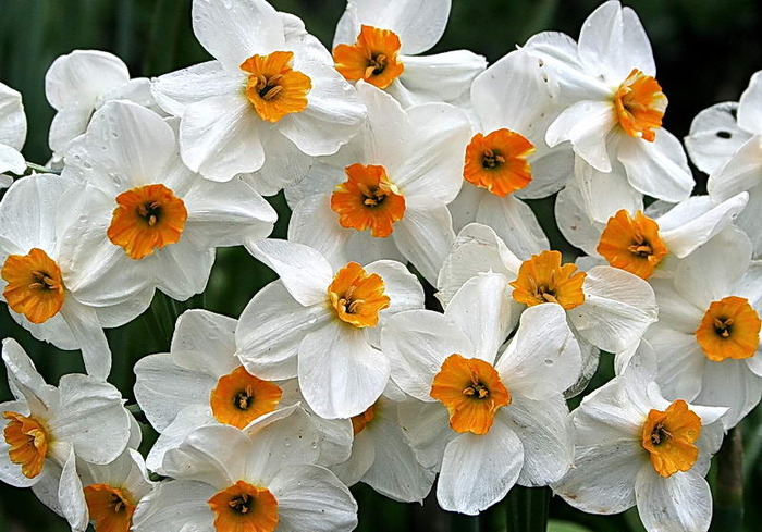 Geranium - zz Narcise