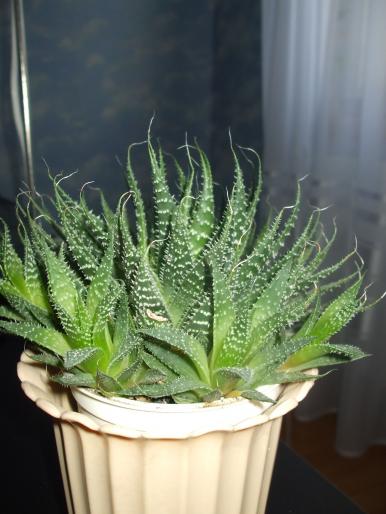 aloe aristata - Flori