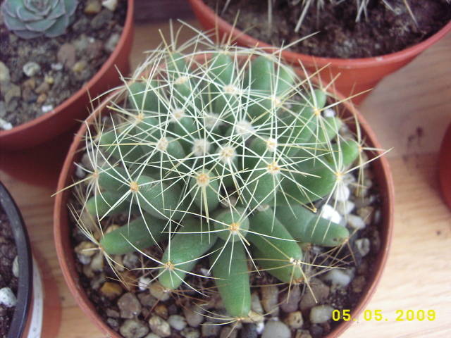 Dolichothele Longimamma - cactusi si  suculente 09