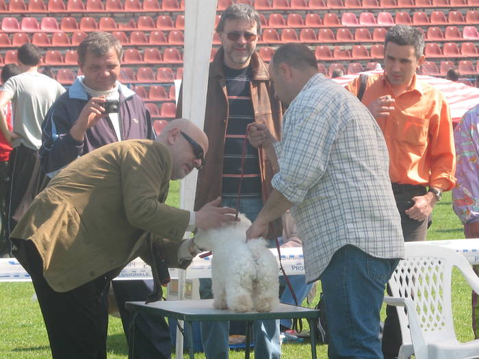 IMG_4785 - bichon frise