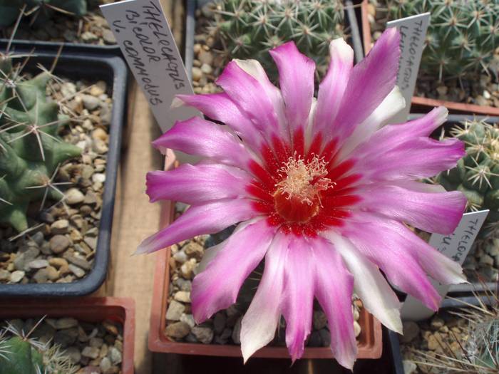Thelocactus bicolor v commodus