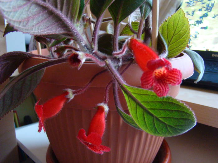 DSC07552 - Kohleria Eriantha 2009