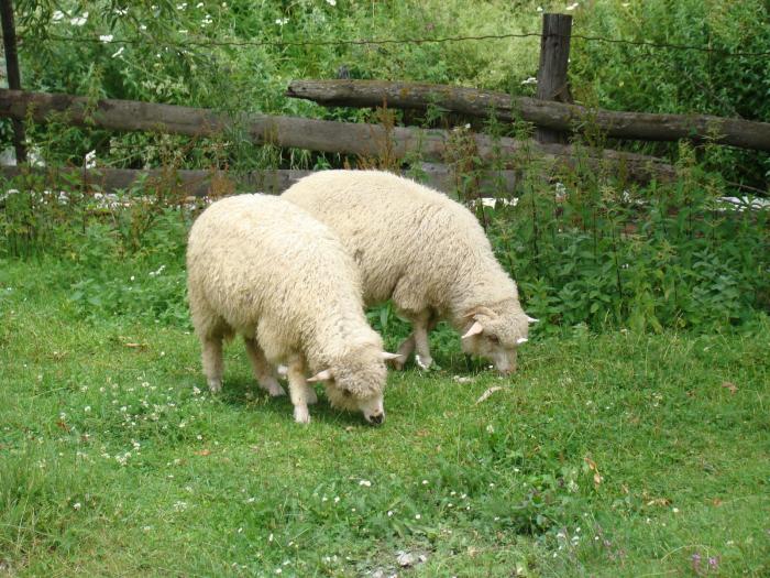 DSC02080 - Concediu 2008