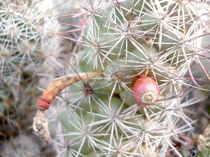 Mammillaria mazatlanensis - Fructe de cactusi si suculente