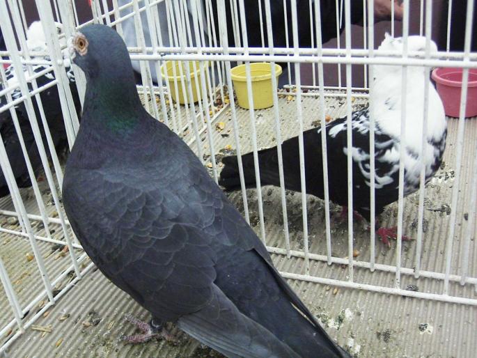 carunculat negru