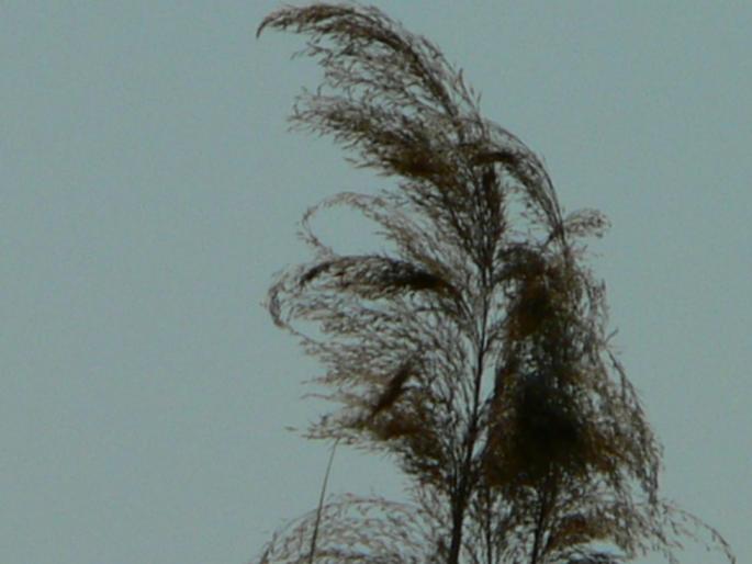 P1000235 - 2007 in plimbare prin herastrau