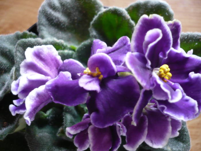 29-05-2009 183 - Violete