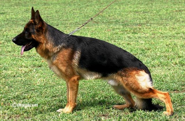 Aron - ciobanesc german de top