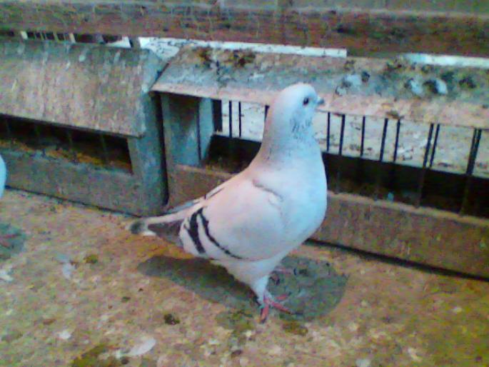 Imag029