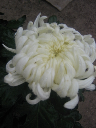 19octombrie 033 - Crizanteme tufanele 2009