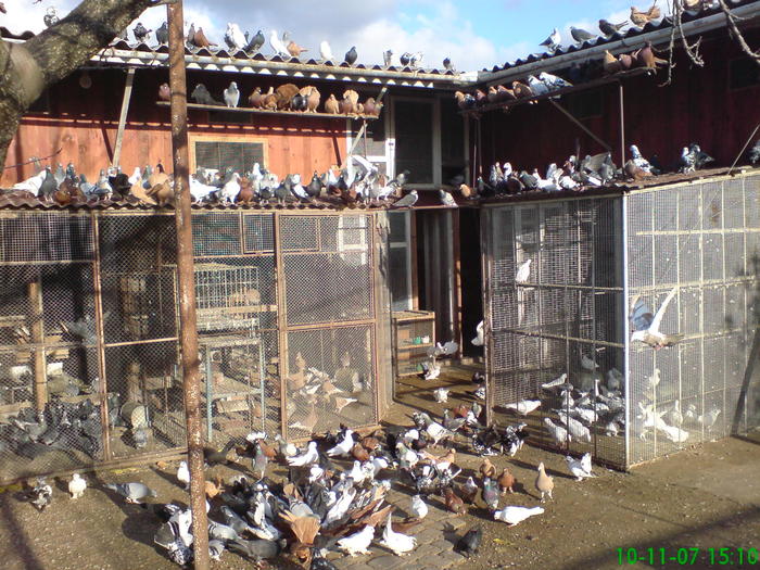 CRESCATORIA; Crescatoria me.
