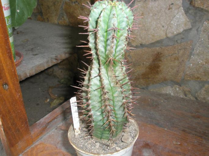 Euphorbia horrida ES 2971 - Suculente 2008