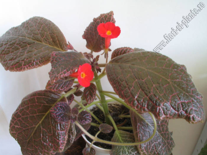 episcia Chocolate cream 6 - EPISCIA