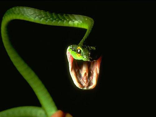 amazing-snake-pictures6[1] - serpi