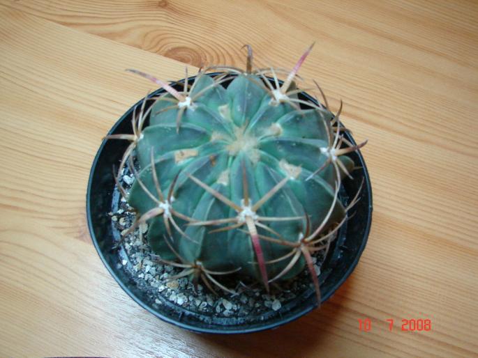 Ferocactus macrodiscus
