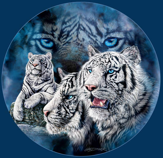 white-tigers - Tigers